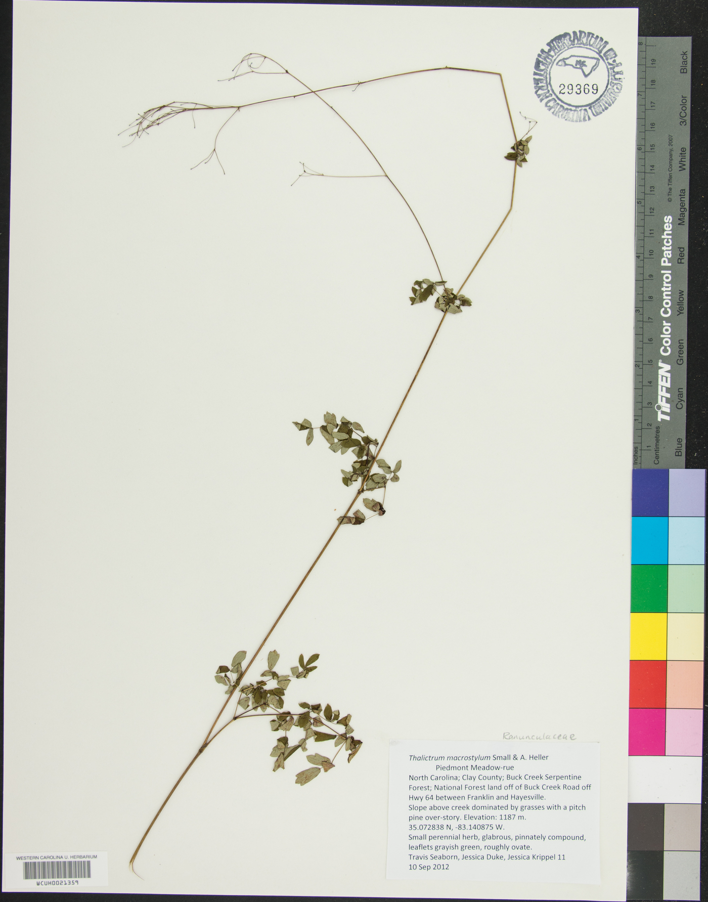 Thalictrum macrostylum image