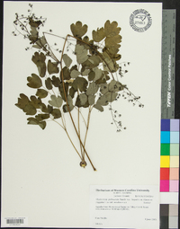 Thalictrum pubescens image