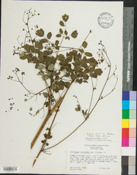 Thalictrum pubescens image