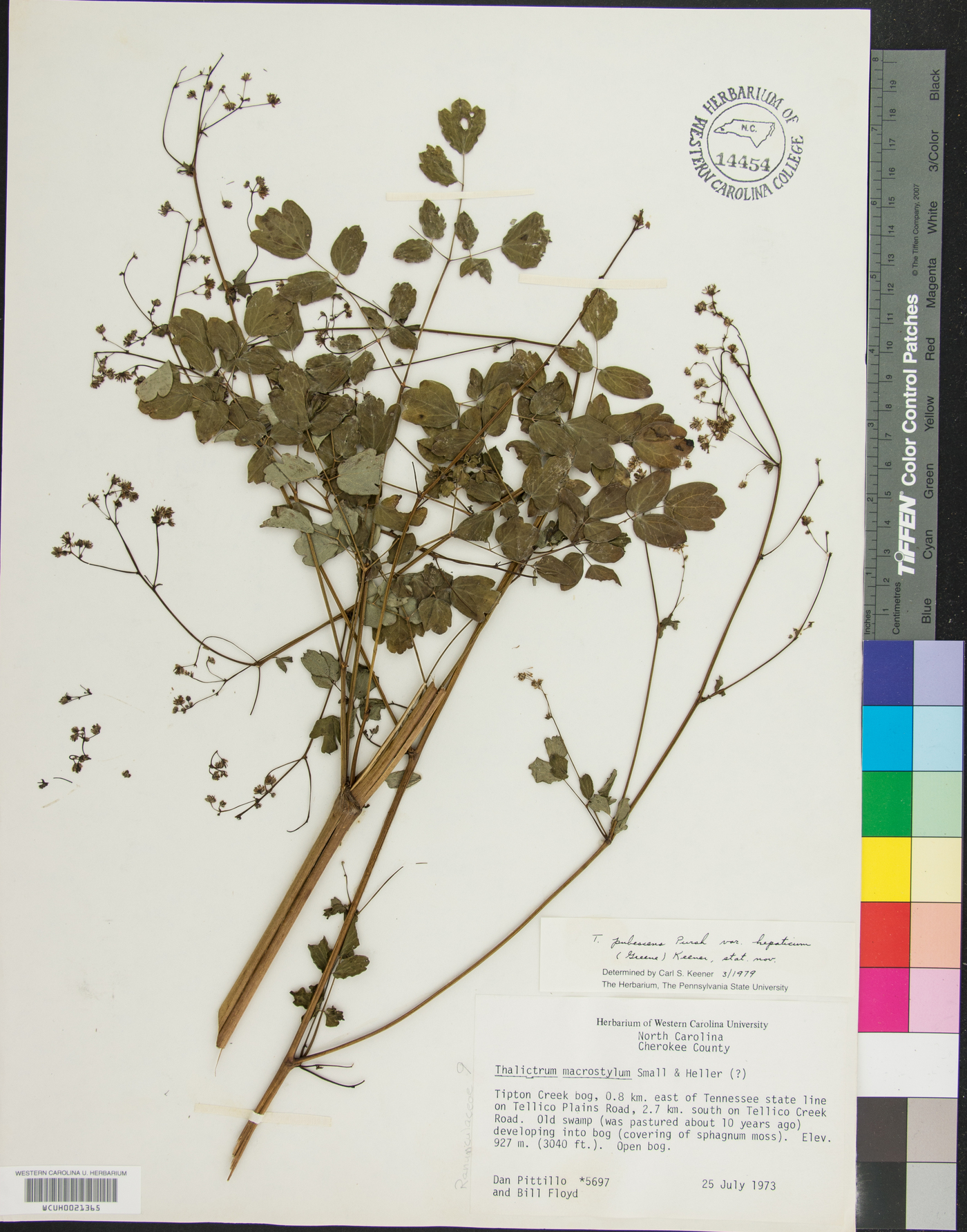 Thalictrum pubescens var. hebecarpum image