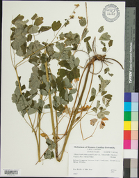 Thalictrum pubescens image