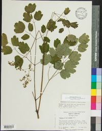 Thalictrum pubescens image