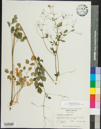 Thalictrum pubescens image