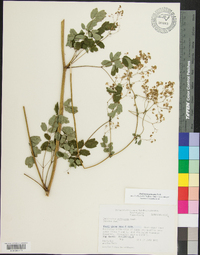 Thalictrum pubescens image