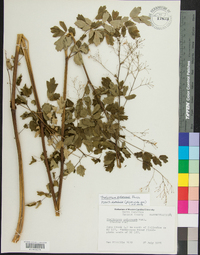 Thalictrum pubescens image