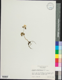 Thalictrum thalictroides image