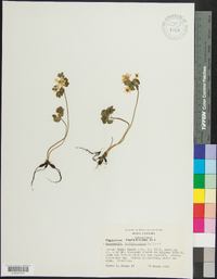 Thalictrum thalictroides image