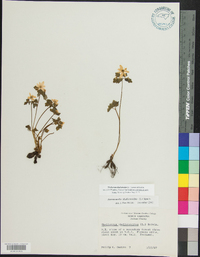 Thalictrum thalictroides image