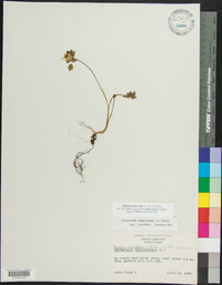 Thalictrum thalictroides image