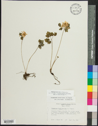 Thalictrum thalictroides image