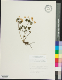 Thalictrum thalictroides image