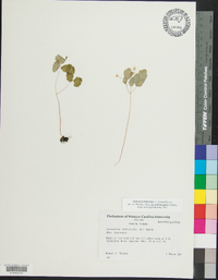 Thalictrum thalictroides image