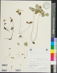 Thalictrum thalictroides image