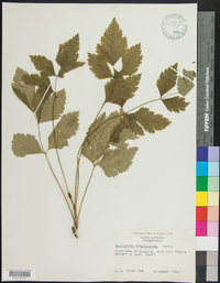 Xanthorhiza simplicissima image