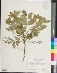 Xanthorhiza simplicissima image