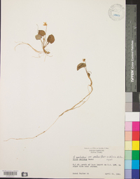 Viola macloskeyi var. pallens image