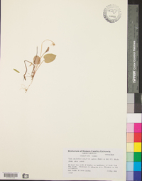 Viola macloskeyi var. pallens image