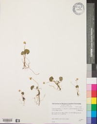 Viola macloskeyi var. pallens image