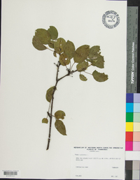 Rhamnus cathartica image