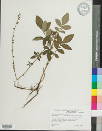 Agrimonia pubescens var. microcarpa image