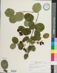 Amelanchier alnifolia image