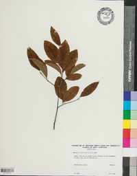 Amelanchier bartramiana image