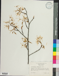 Amelanchier canadensis image