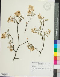 Amelanchier canadensis image