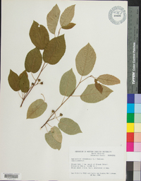 Amelanchier canadensis image