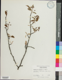 Amelanchier canadensis image