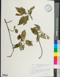 Amelanchier laevis image