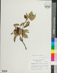 Amelanchier laevis image