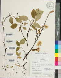 Amelanchier laevis image