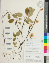 Amelanchier laevis image