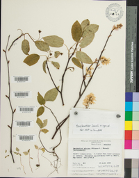 Amelanchier laevis image