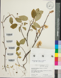 Amelanchier laevis image