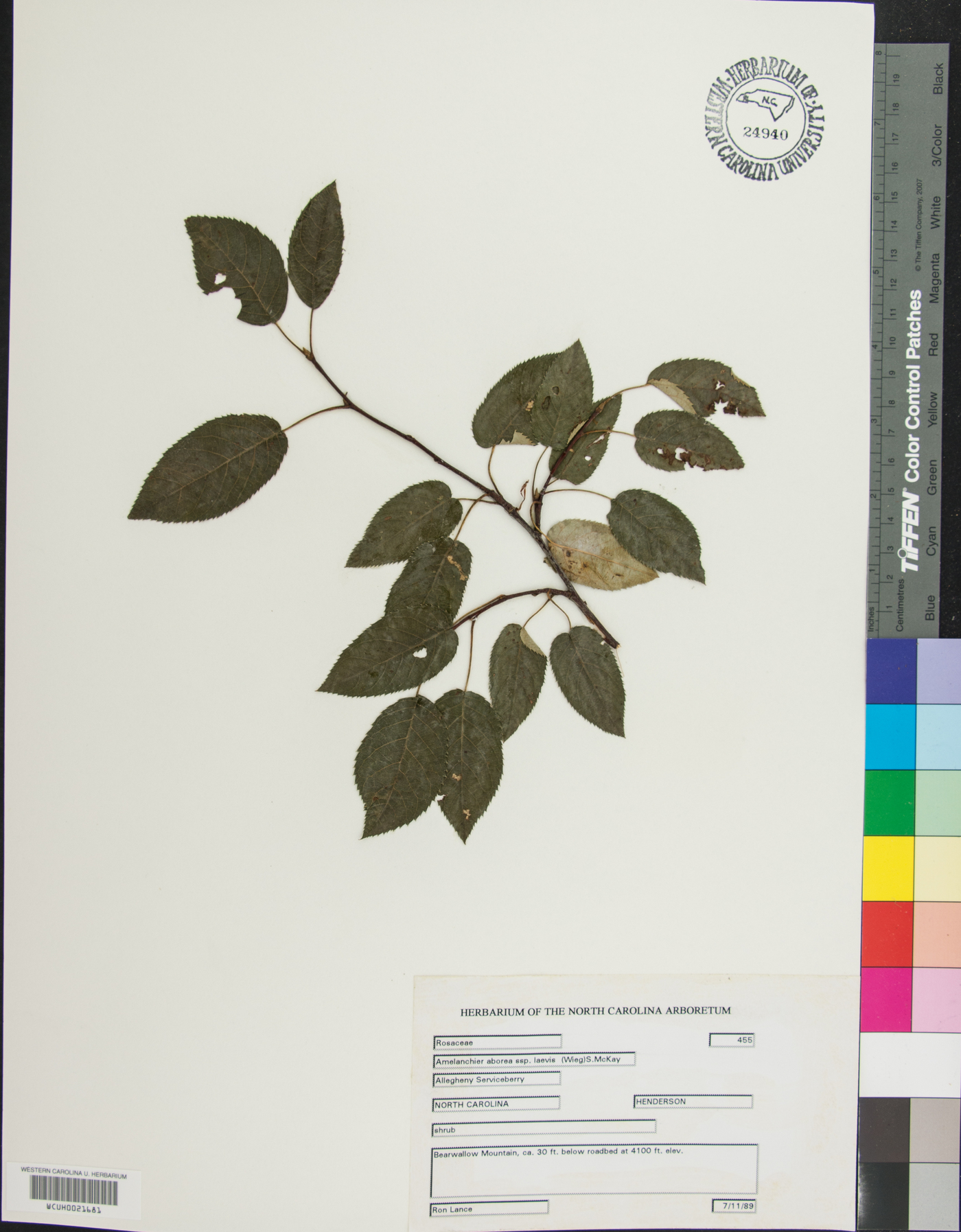 Amelanchier arborea subsp. laevis image