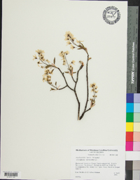 Amelanchier laevis image