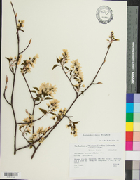 Amelanchier laevis image