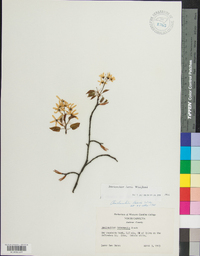 Amelanchier laevis image