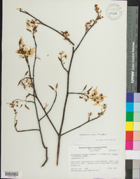 Amelanchier laevis image