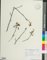 Amelanchier laevis image