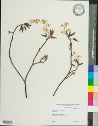 Amelanchier laevis image