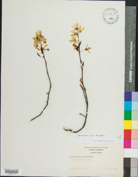 Amelanchier laevis image