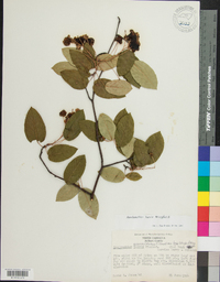 Amelanchier laevis image