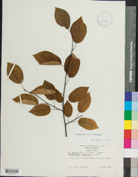 Amelanchier laevis image