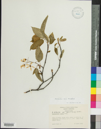 Amelanchier laevis image