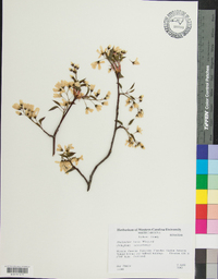 Amelanchier laevis image