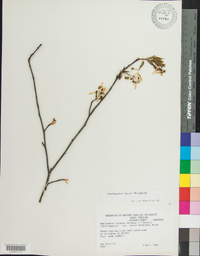 Amelanchier laevis image