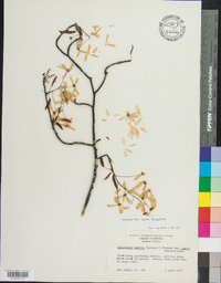 Amelanchier laevis image